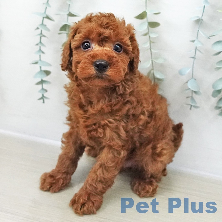 トイ・プードルの写真2