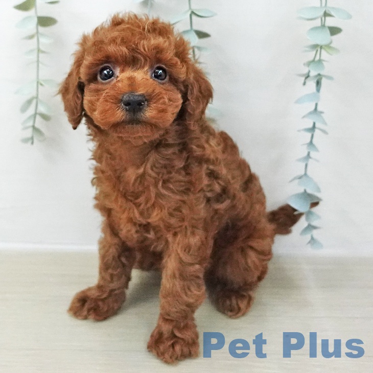 トイ・プードル