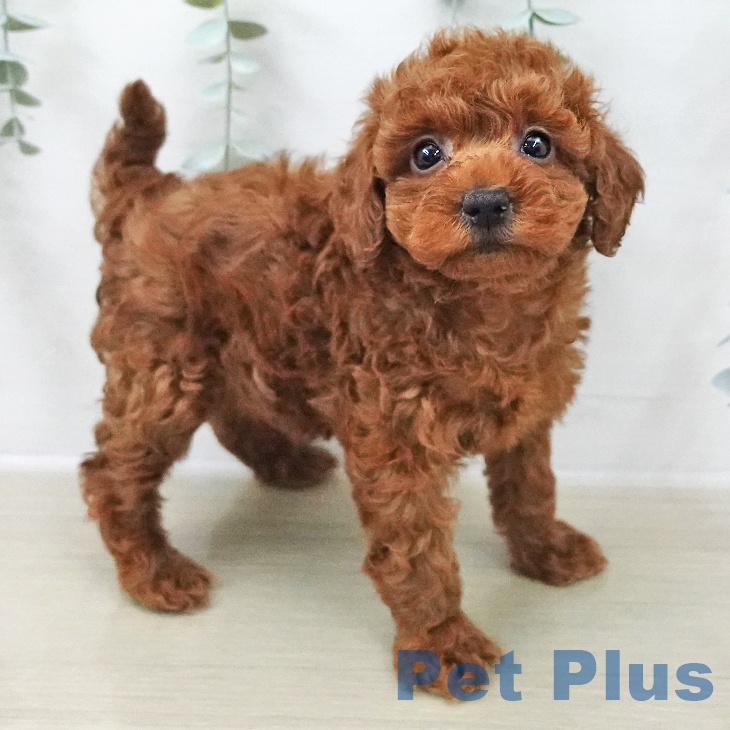 トイ・プードルの写真2