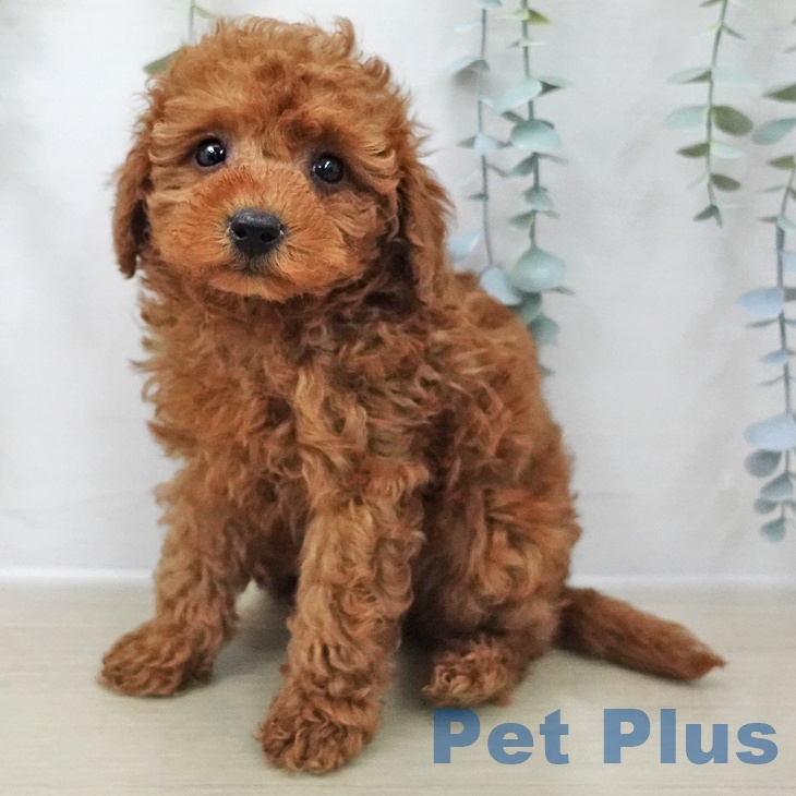 トイ・プードル