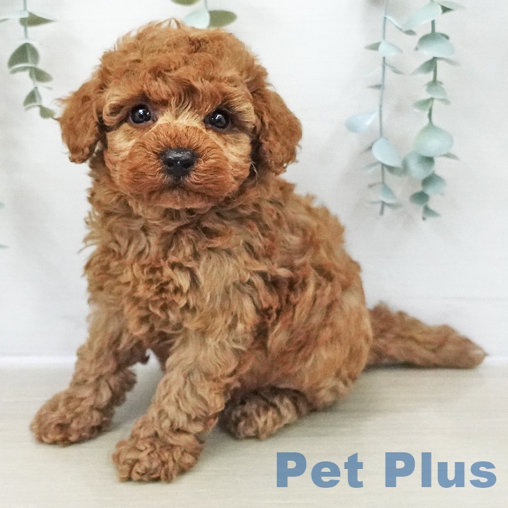 トイ・プードル