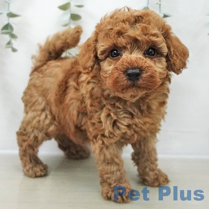 トイ・プードルの写真2