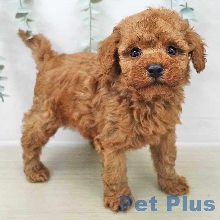 トイ・プードル