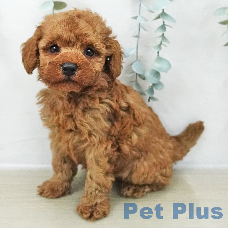 トイ・プードルの写真2