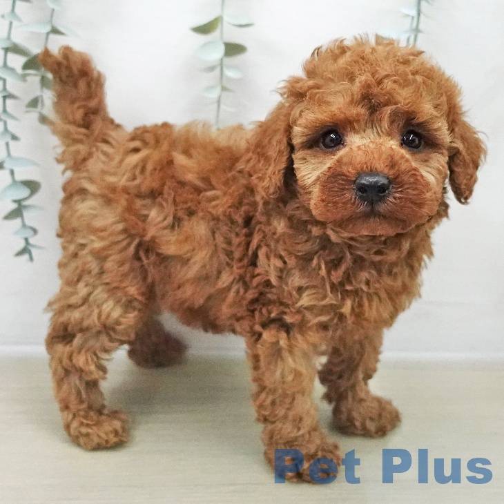 トイ・プードルの写真2