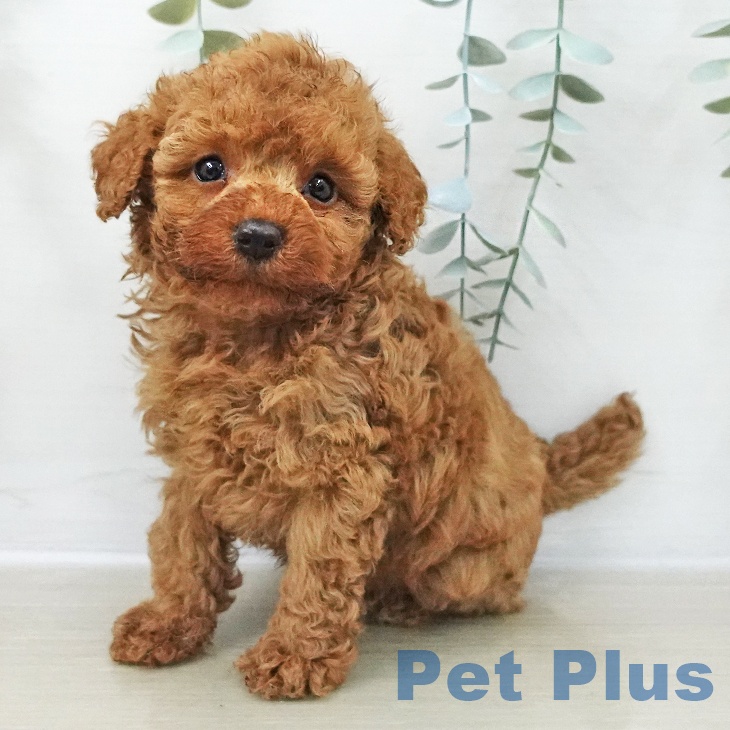 トイ・プードル