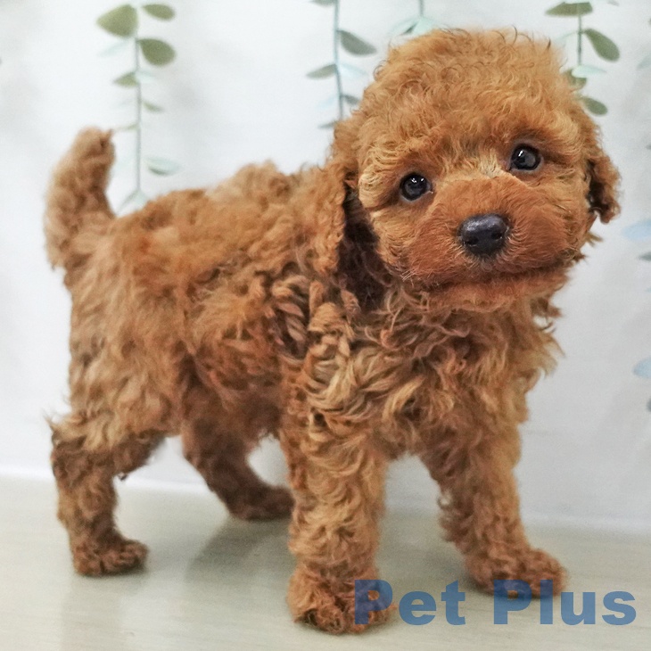 トイ・プードルの写真2