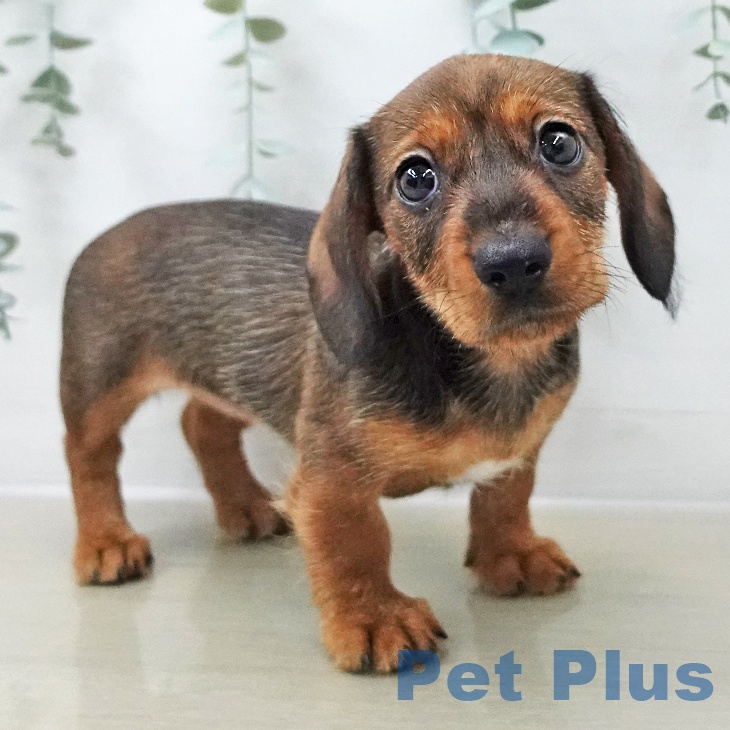 ミニチュア・ダックスフンド