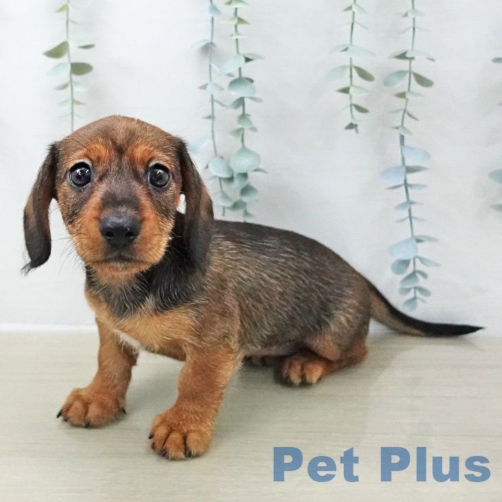 ミニチュア・ダックスフンドの写真2