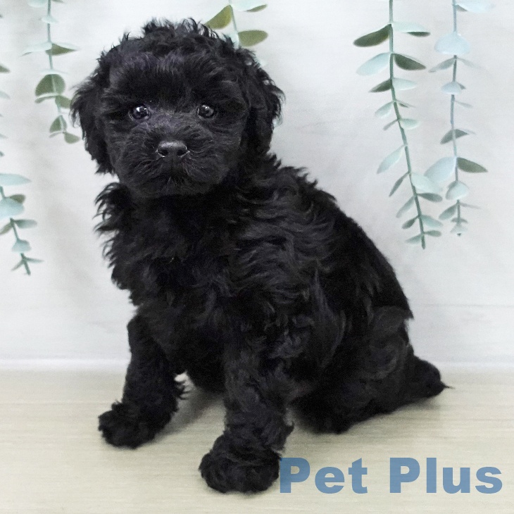 トイ・プードルの写真2