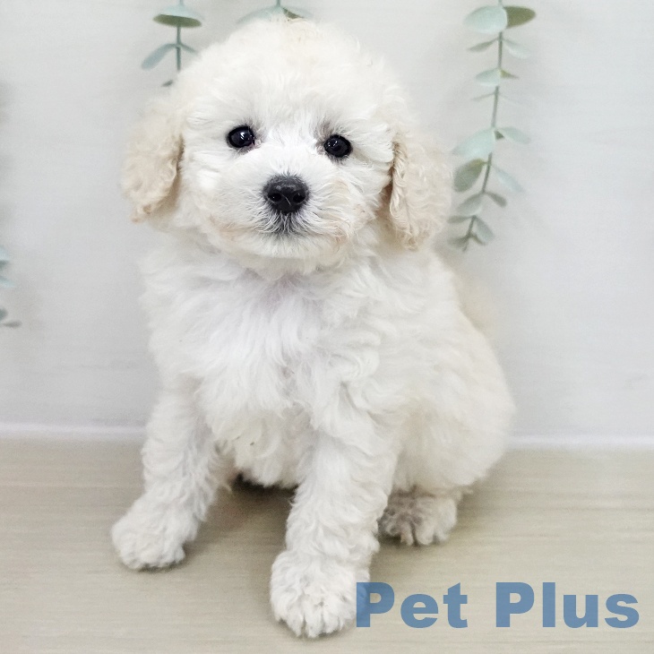 トイ・プードル