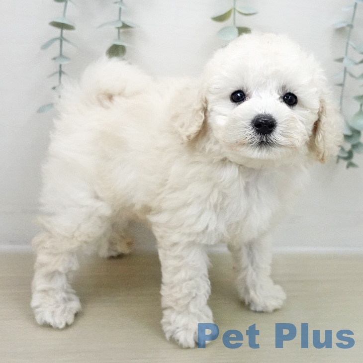 トイ・プードルの写真2