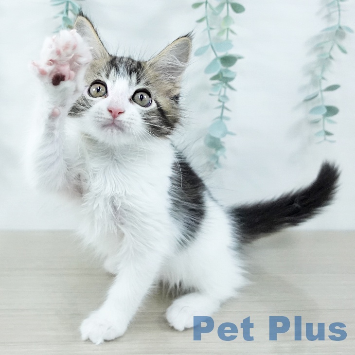 メインクーンの写真2