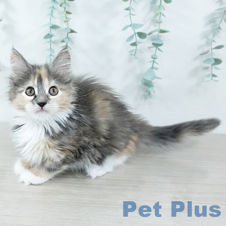 メインクーンの写真2