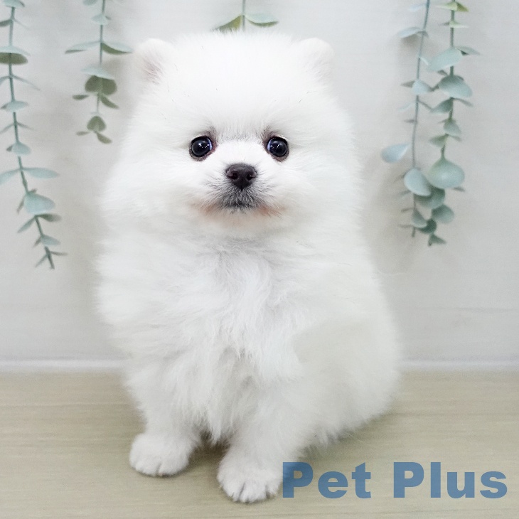 ポメラニアンの写真2