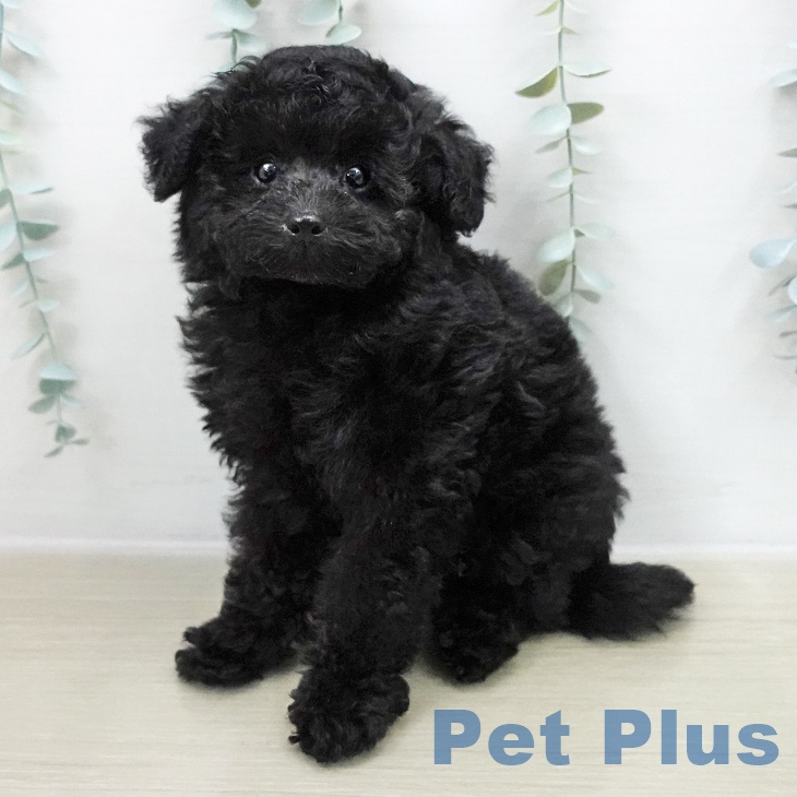 トイ・プードル