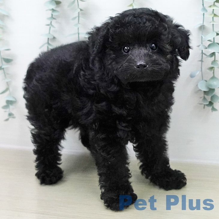 トイ・プードル