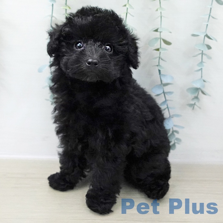 トイ・プードル