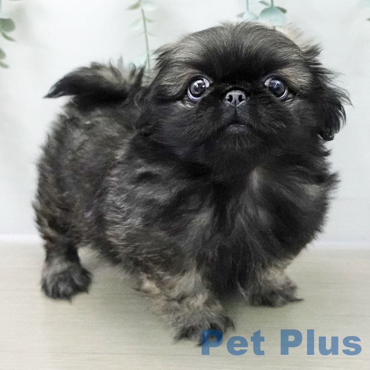 ペキニーズの写真2