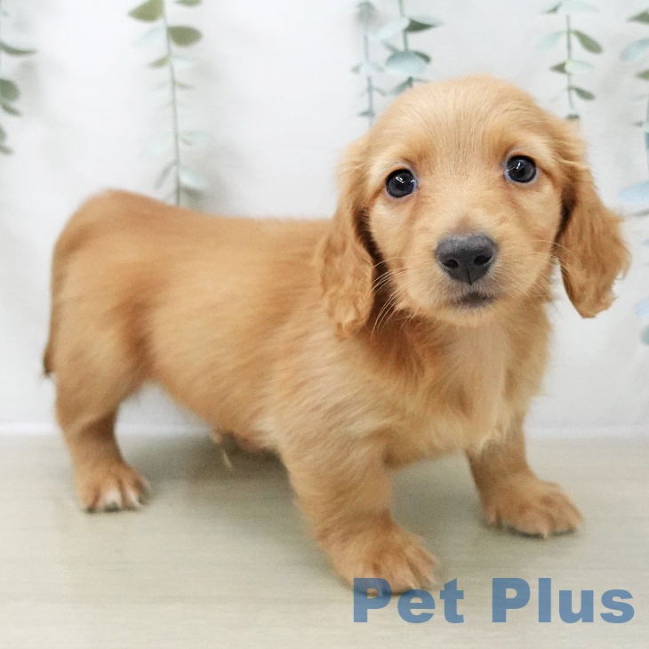 ミニチュア・ダックスフンド