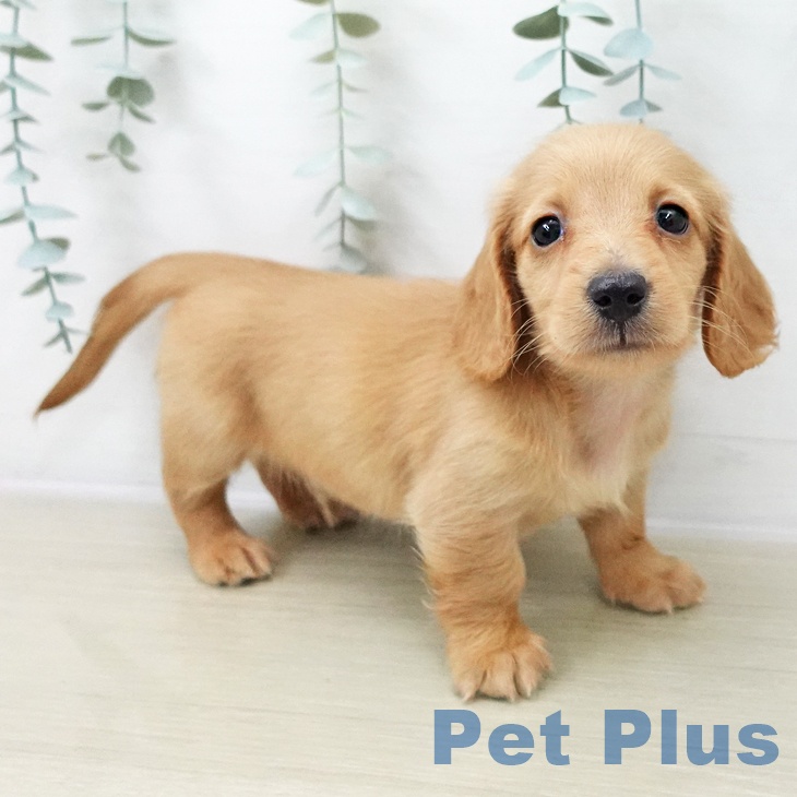 ミニチュア・ダックスフンド