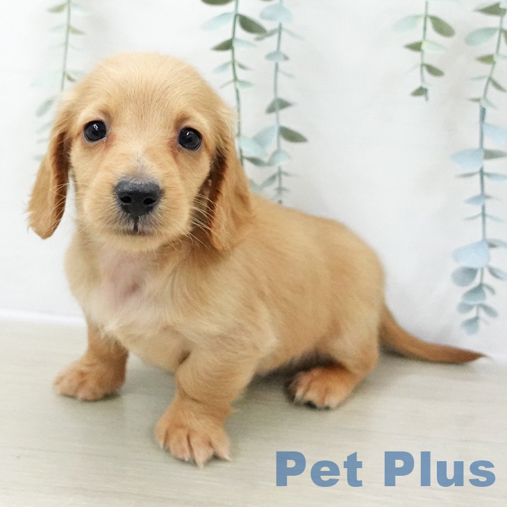 ミニチュア・ダックスフンドの写真2