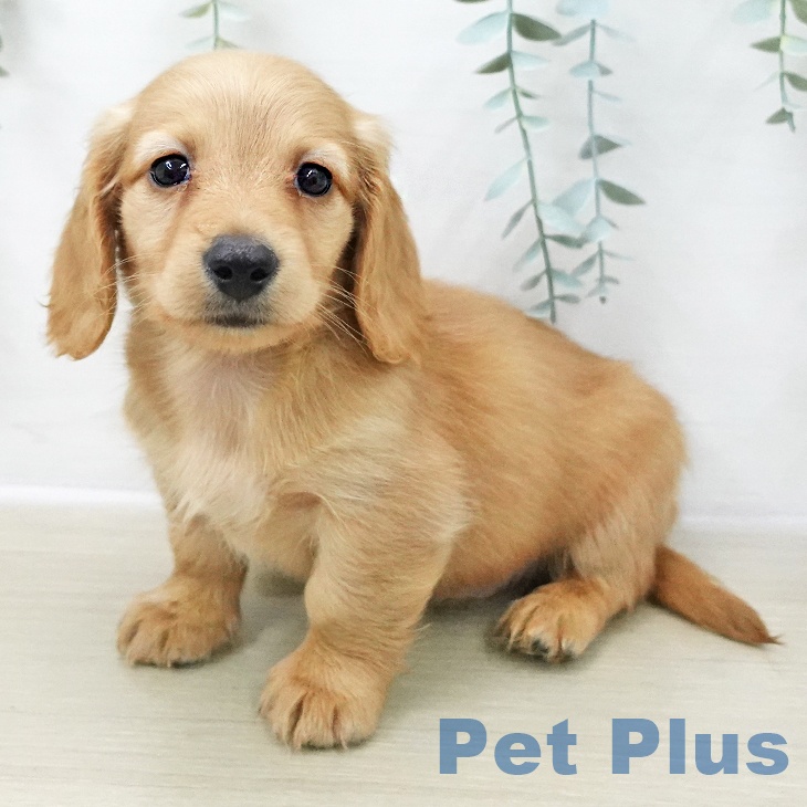 ミニチュア・ダックスフンド