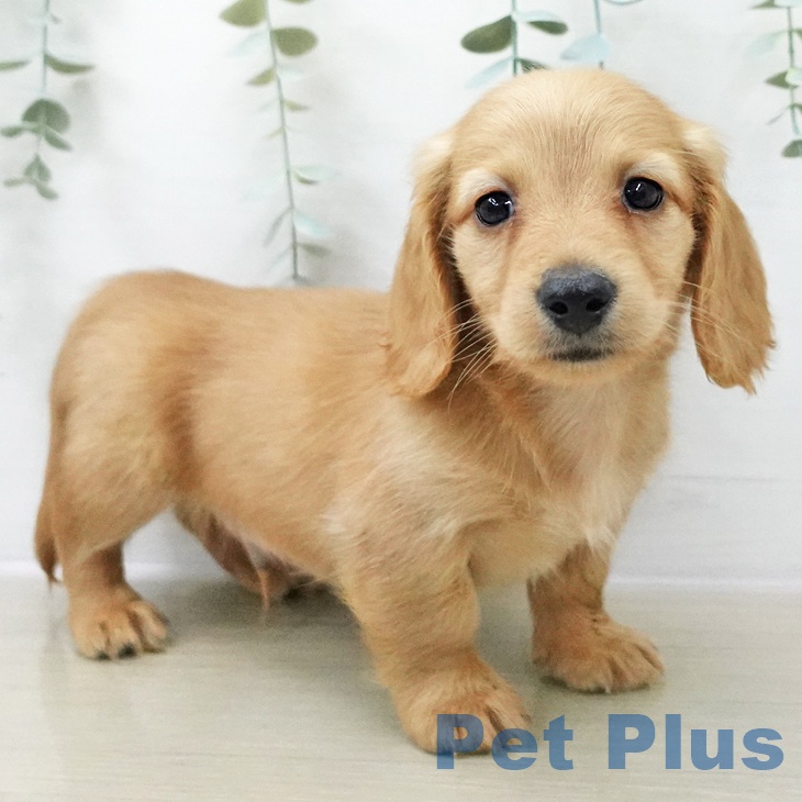 ミニチュア・ダックスフンドの写真2