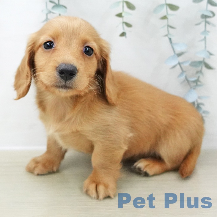 ミニチュア・ダックスフンド