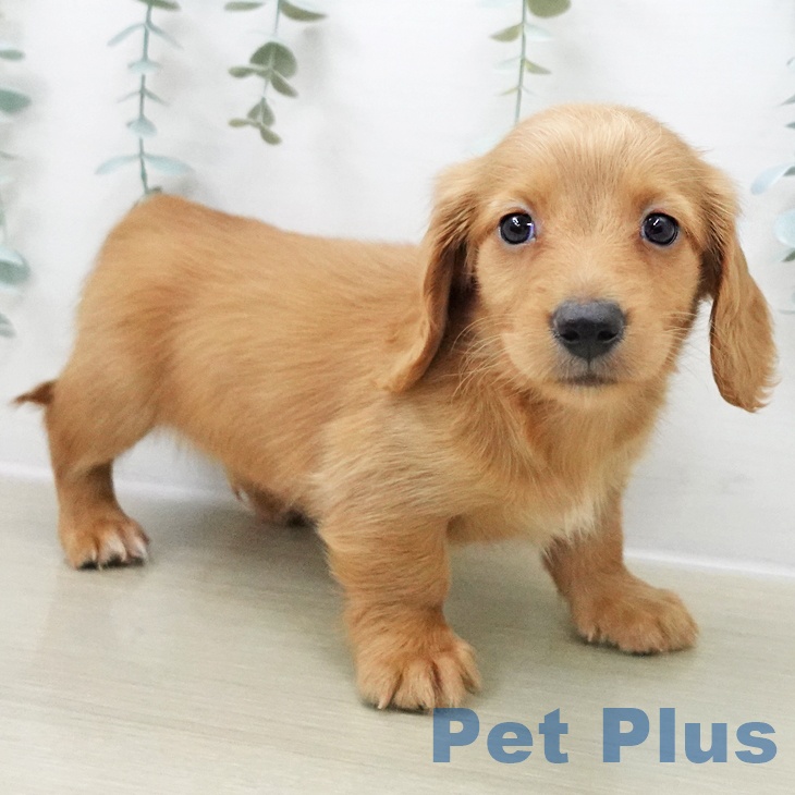 ミニチュア・ダックスフンドの写真2