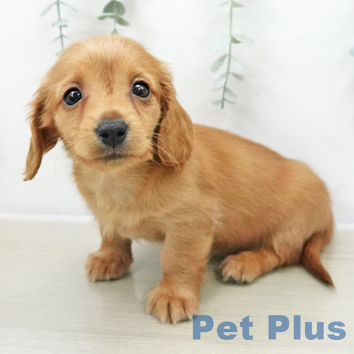 ミニチュア・ダックスフンド