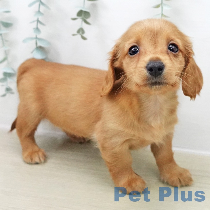 ミニチュア・ダックスフンドの写真2