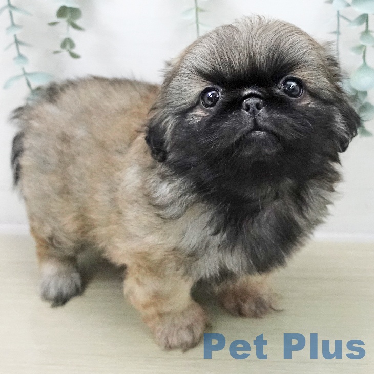 ペキニーズの写真2