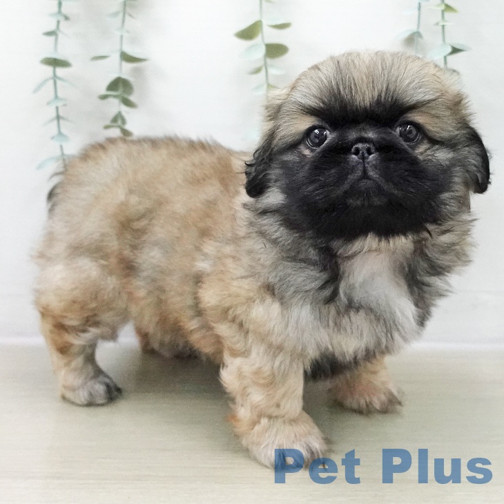 ペキニーズの写真2