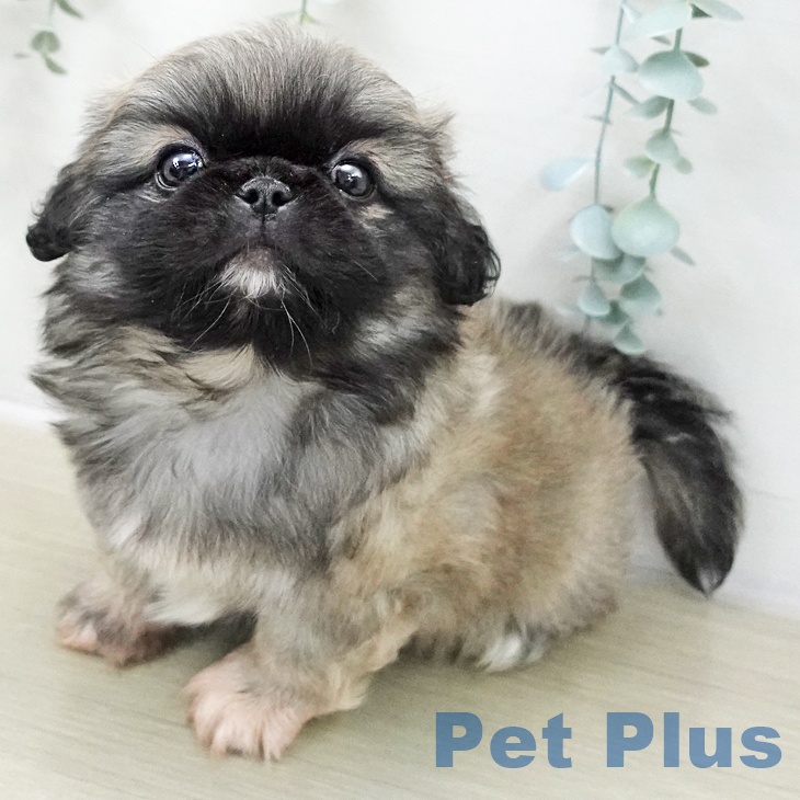 ペキニーズの写真2