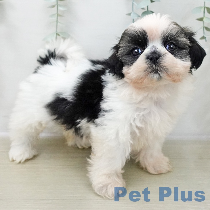 シー・ズーの写真2