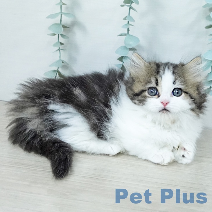 マンチカンの写真2