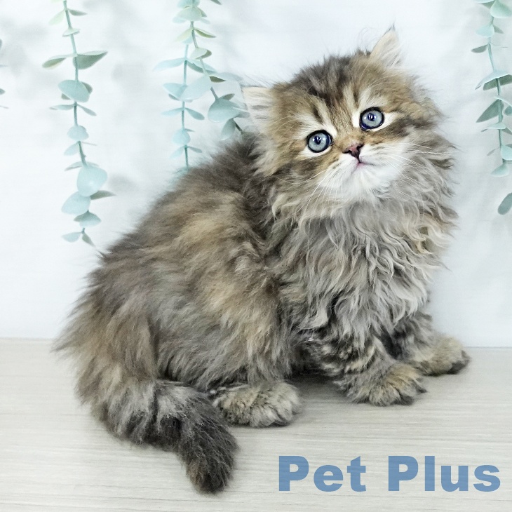 スコティッシュフォールド