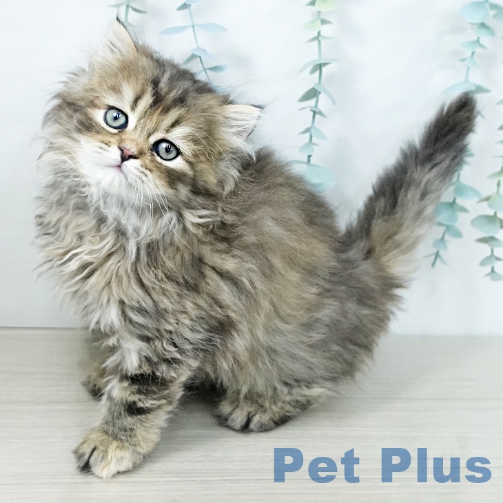 スコティッシュフォールドの写真2