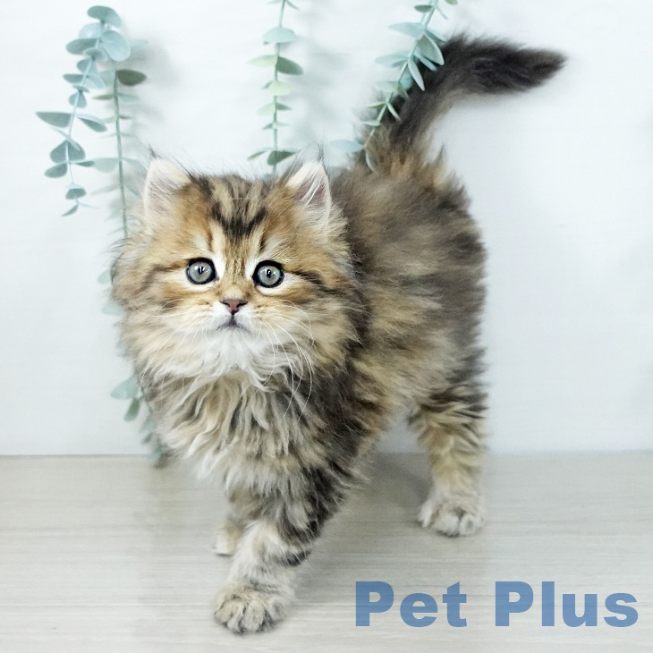 スコティッシュフォールド