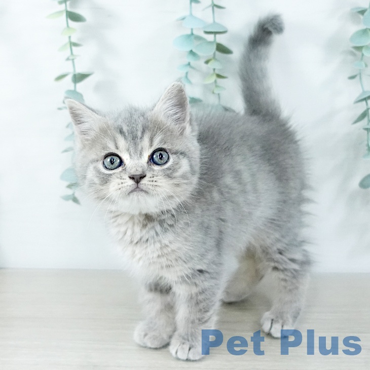 スコティッシュフォールド