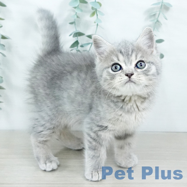 スコティッシュフォールドの写真2