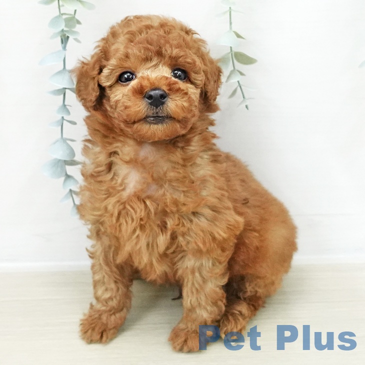 トイ・プードル