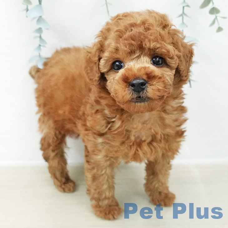 トイ・プードルの写真2