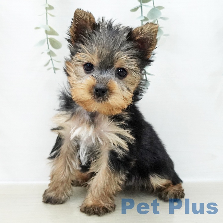 ヨークシャー・テリア