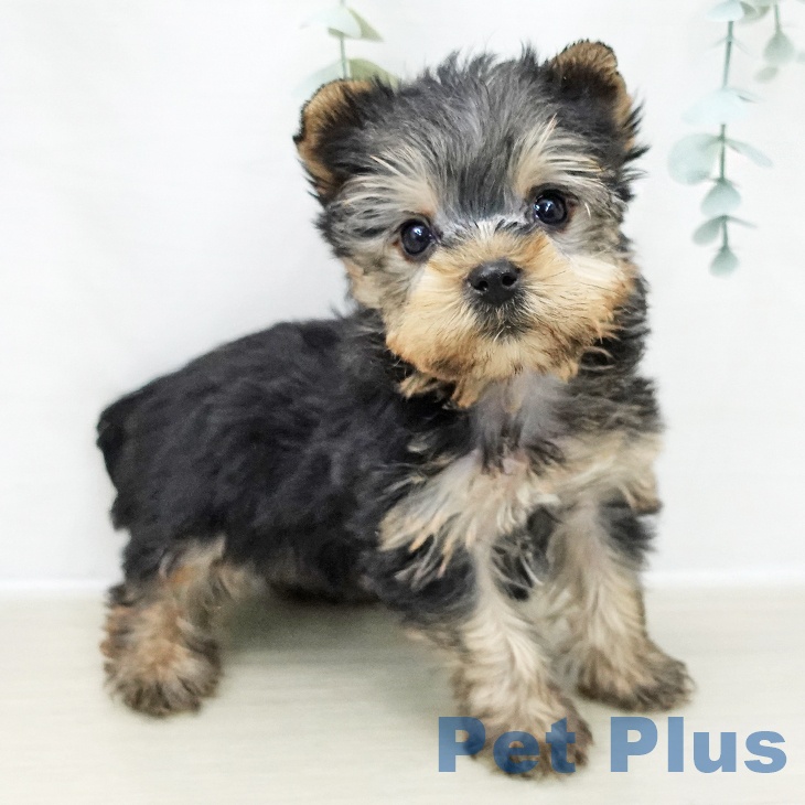 ヨークシャー・テリア