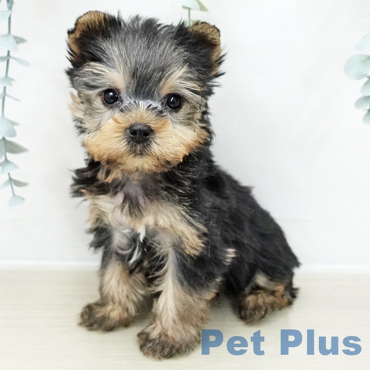 ヨークシャー・テリアの写真2