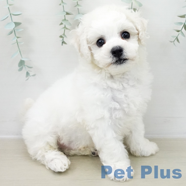 ビション・フリーゼ