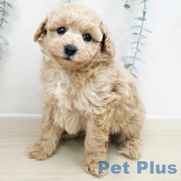 トイ・プードル