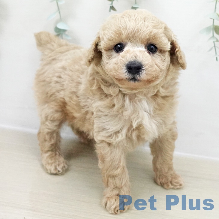 トイ・プードル